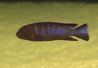 Chindongo longior 'Puulu Island'